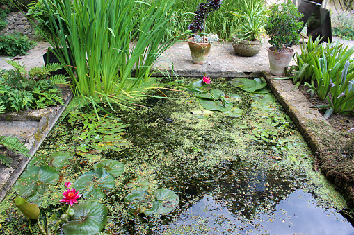 Photo showing a small garden pond with flowering pink water lilies, Canadian pond weed (Elodea canadensis), duckweed and small marginal bog plants, such as reeds and dwarf bull rushes.  The pond is surrounded by ornamental paving and flower pots, which block access to the water and are placed around the edge as a deterrent to stop young children falling in.