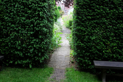 Photo showing a neatly clipped English yew tree hedge (Latin name: taxus baccata).  A small gap in the hedging connects a hidden, narrow pathway, which leads to a secret garden that is tucked away, out of view.  A simple wooden bench is strategically place in front of the hedge to further obscure the opening.