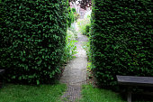 Image of English yew hedge (taxus-baccata), pathway to secret garden