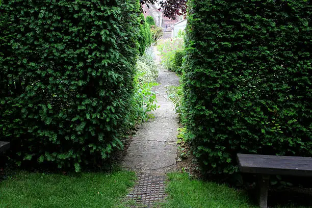 Photo showing a neatly clipped English yew tree hedge (Latin name: taxus baccata).  A small gap in the hedging connects a hidden, narrow pathway, which leads to a secret garden that is tucked away, out of view.  A simple wooden bench is strategically place in front of the hedge to further obscure the opening.