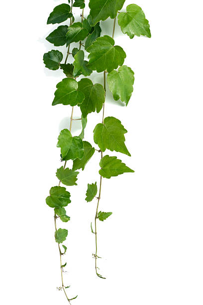 hedera hiedra - plant macro studio shot outdoors fotografías e imágenes de stock