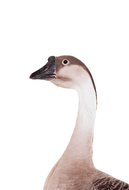 istock Brown domestic goose on white 500362133