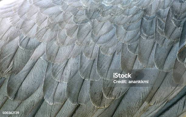 White Bellie Sea Eagle Feather Stock Photo - Download Image Now - Animal, Animal Body Part, Animal Wildlife