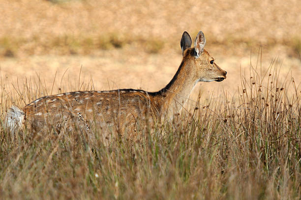 istock Deer in autumn field 500363851