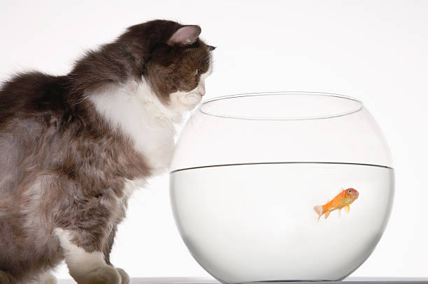 istock Cat Looking At Goldfish In Fishbowl 500364167