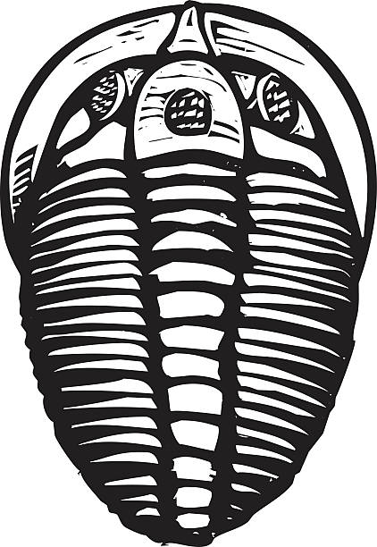 삼엽충 - trilobite stock illustrations