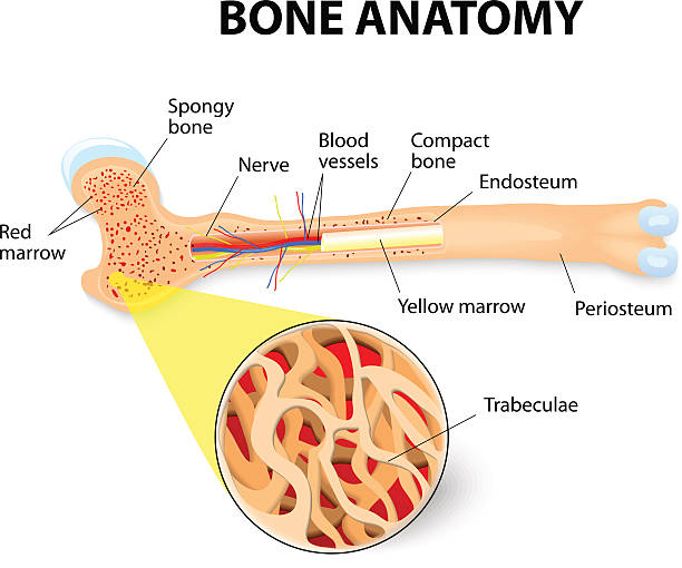 ilustraciones, imágenes clip art, dibujos animados e iconos de stock de la anatomía humana - sistema de havers