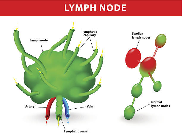 illustrazioni stock, clip art, cartoni animati e icone di tendenza di linfonodo - white blood cell human immune system virus cell
