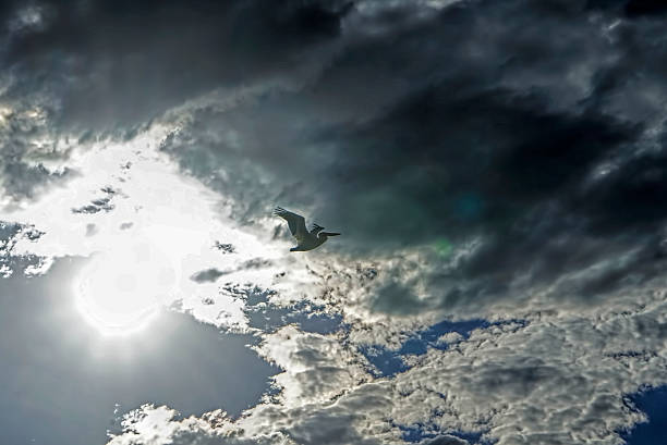 pelican flying in the sun