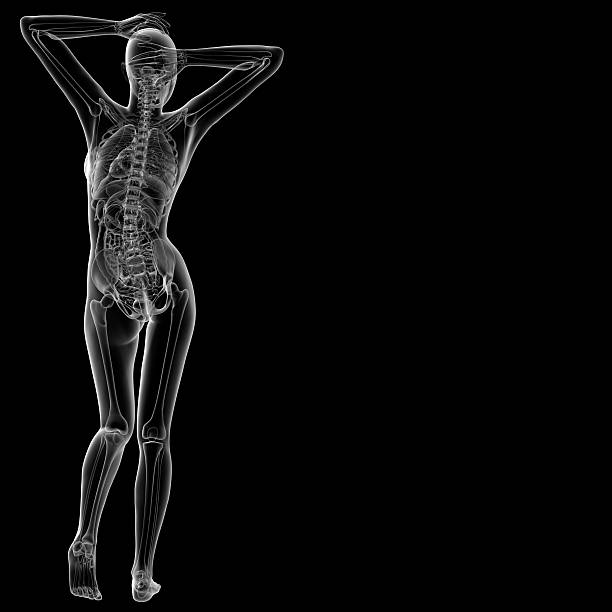 3 d illustration der Frauen aus der Anatomie – Foto