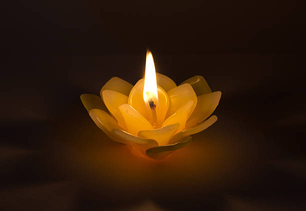 istock Candle wax on the lotus. 500365437