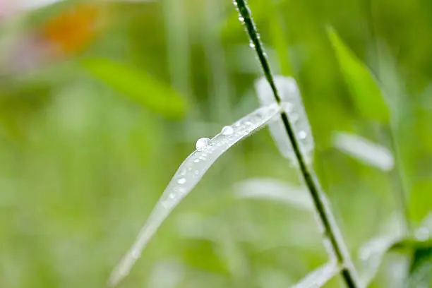 Water drops on leaves