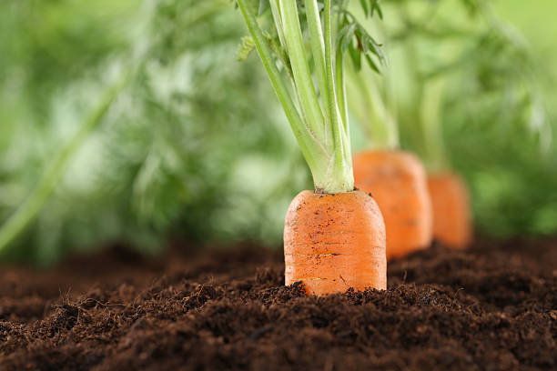 istock Healthy eating carrots in vegetable garden 500365647