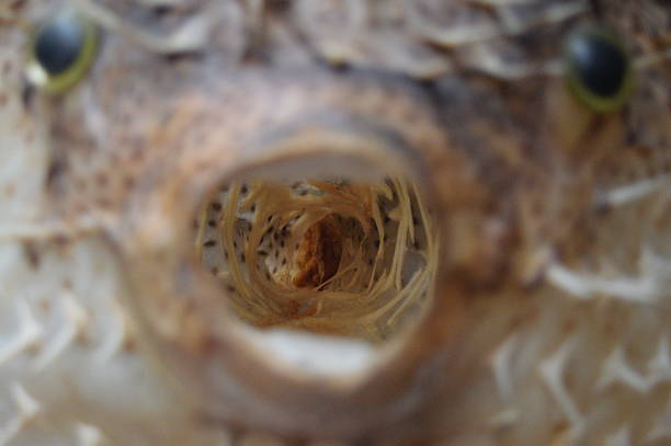 Pufferfish Face A close up of the face of a puffer fish hanging outside a restaurant in Tokyo fish dead dead body dead animal stock pictures, royalty-free photos & images