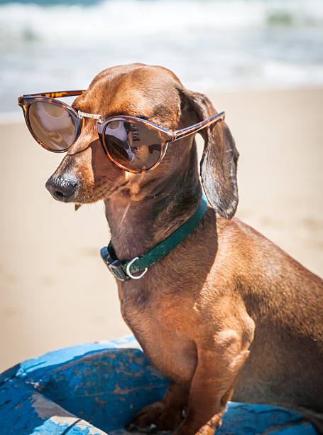 istock Dog in the beach with sunglasses 500366237