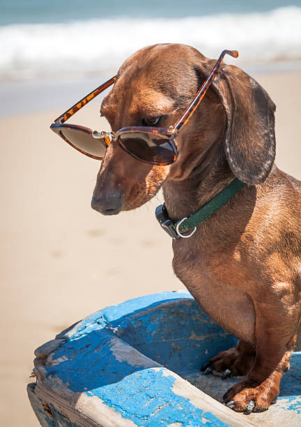 istock Dog in the beach with sunglasses 500366241