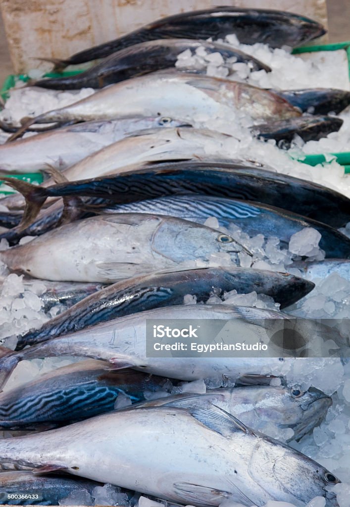 Маленький tunny Рыба на льду на рынке - Стоковые фото Большой роялти-фри