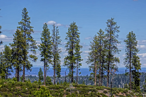 Ridgelines of distant mountains seen through the trees in Ochoco National Forest in Eastern Oregon