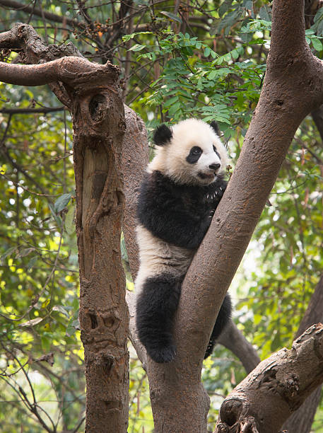 istock Giant Panda Bear Cub in the trees 500366637