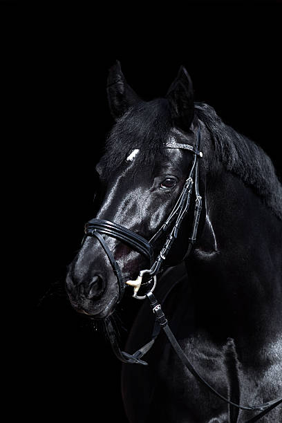 istock black horse on black background 500366782