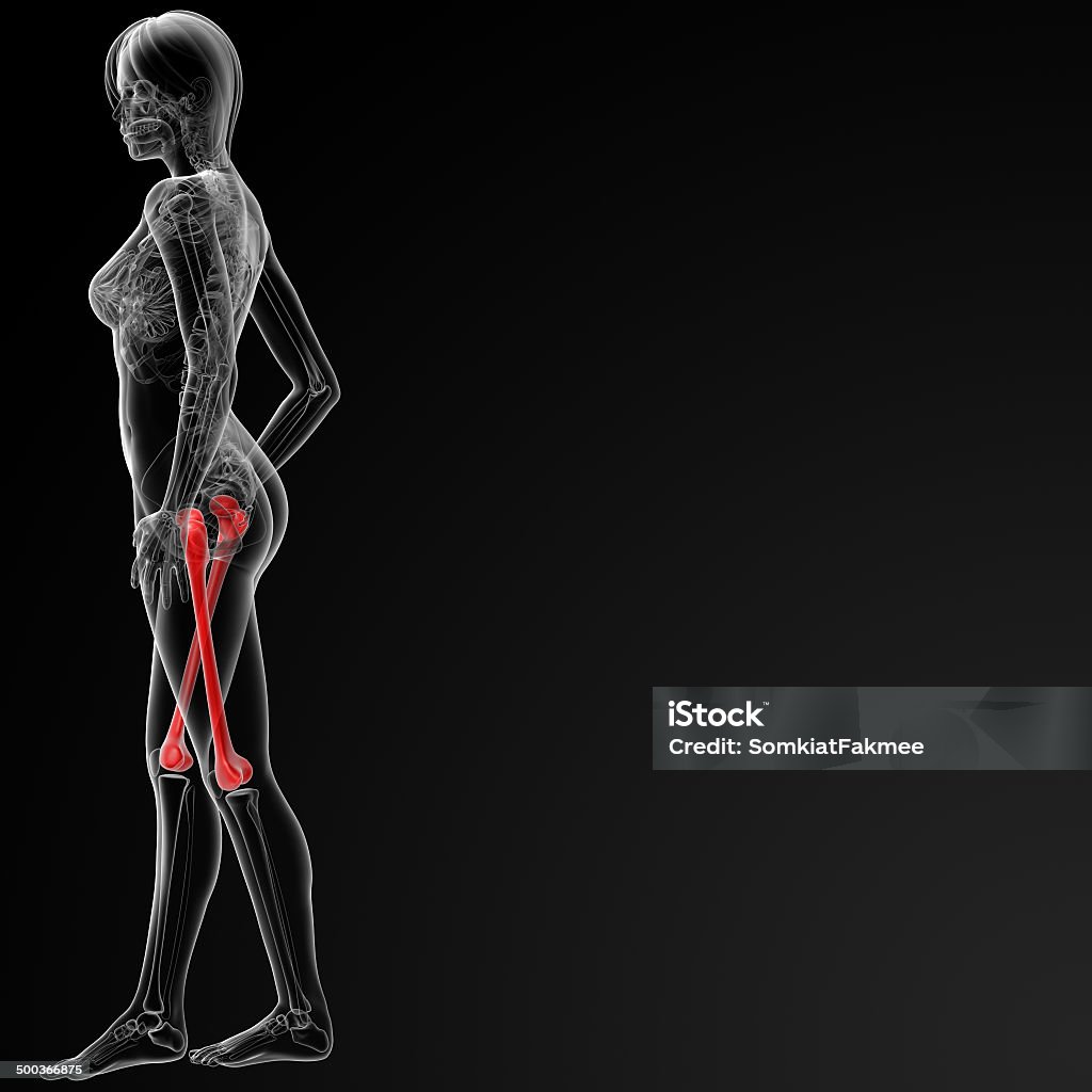 3 d рендеринга иллюстрация части бедренной кости - Стоковые фото Анатомия роялти-фри