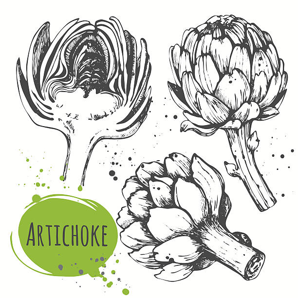 aartichoke. set of hand drawn артишок. свежие органические продукты питания. - artichoke stock illustrations
