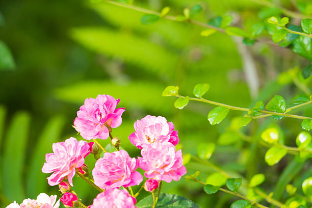 Roses in the garden filtered, Roses are beautiful with a beautiful sunny day.