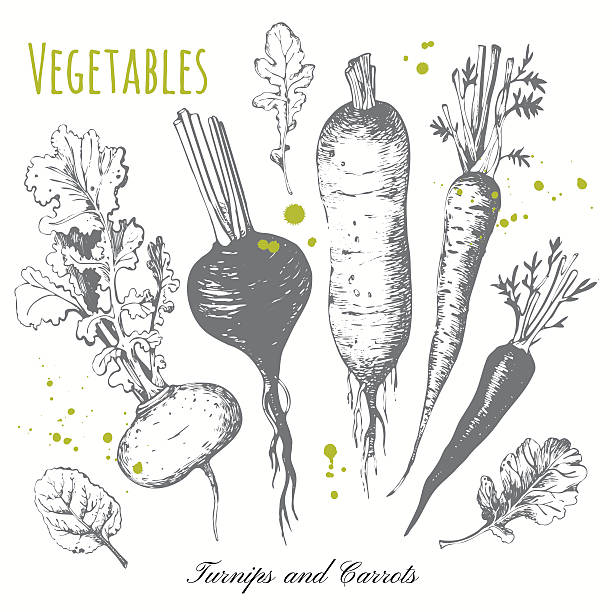 Set of hand drawn roots. Fresh organic food. Black and white sketch food. Vector illustration with sketch vegetable. Turnips, carrots and radishes. radish art drawing stock illustrations