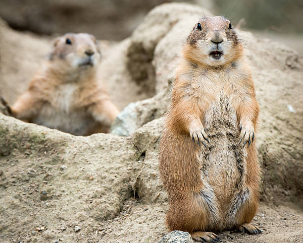 istock Prairie Dog III 500373037