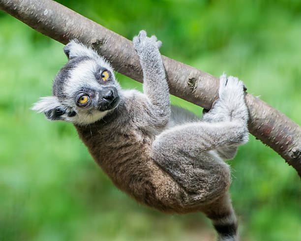 Baby Ring-Tailed Lemur III