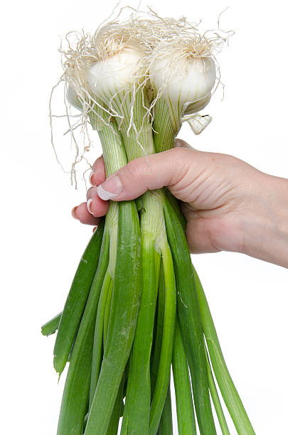 istock Hand holding white onions with green stalks 500374405