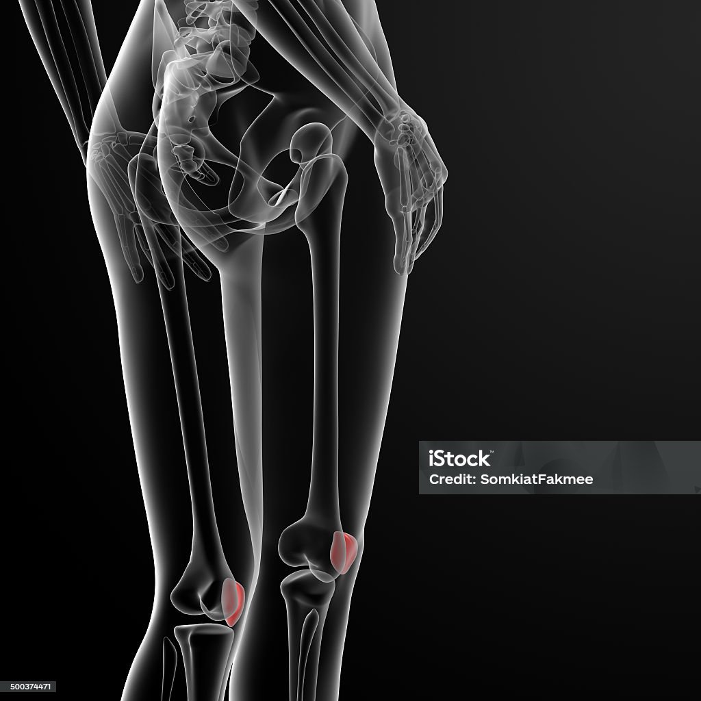 Aus 3 d illustration der weibliche Kniescheibe bone - Lizenzfrei Anatomie Stock-Foto