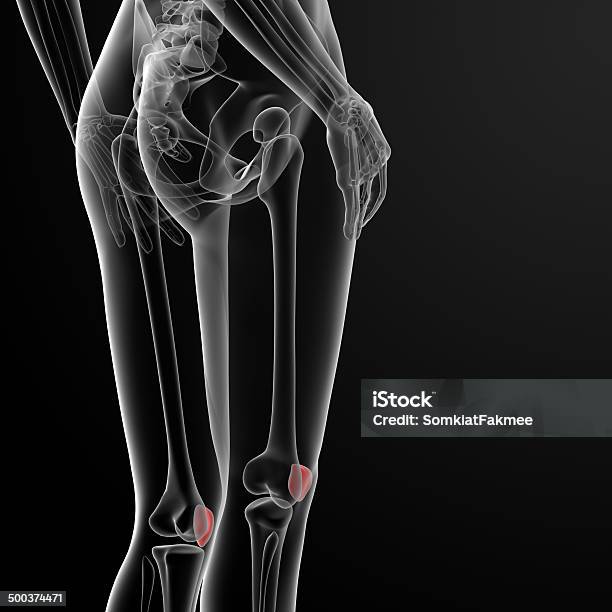 Aus 3 D Illustration Der Weibliche Kniescheibe Bone Stockfoto und mehr Bilder von Anatomie