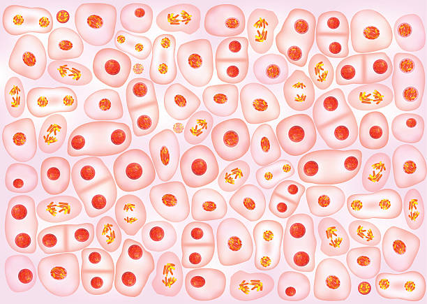 illustrazioni stock, clip art, cartoni animati e icone di tendenza di sfondo di divisione cellulare - blood cell cell human cell animal cell