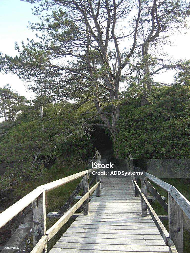 Sentiero in legno, Contea di Kerry, Irlanda - Foto stock royalty-free di Albero