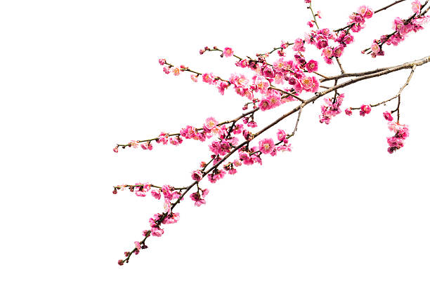 Plum Blossoms stock photo