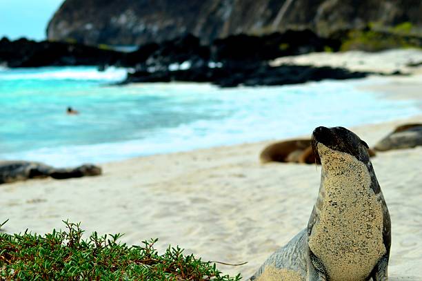 istock Galapagos Sea Lion 500375119