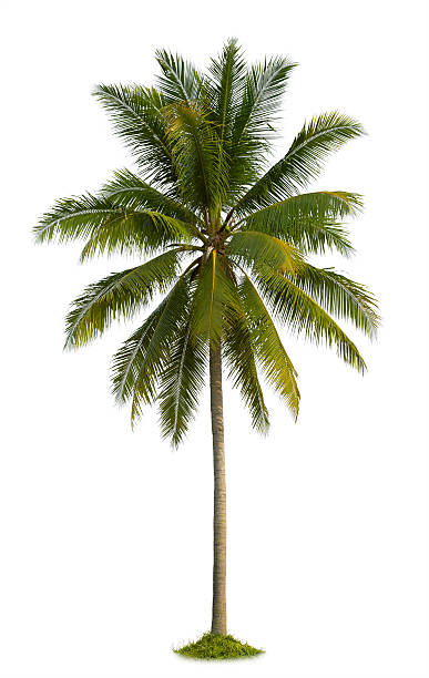 coconut tree coconut palm tree isolated on white background tropical tree stock pictures, royalty-free photos & images