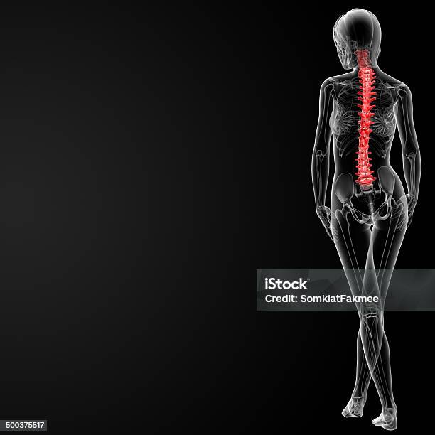 Illustrazione Rendering 3d Della Colonna Vertebrale Femminile - Fotografie stock e altre immagini di Anatomia umana