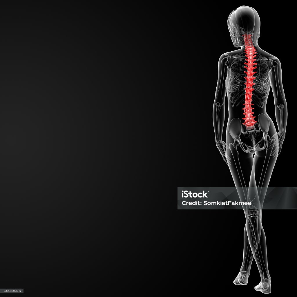 3 d レンダリングされた図は椎骨列雌 - 3Dのロイヤリティフリーストックフォト