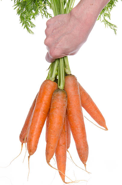 istock Hand holding a bunch of fresh carrots 500375601
