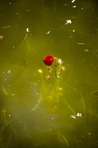 Photo of red poppies flower flooded with water with a bunch of little river fishes and aquatic plants around it