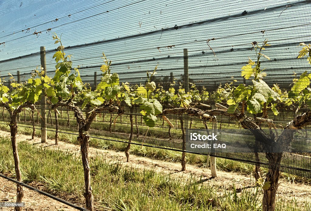 Vigneto di germogli - Foto stock royalty-free di Accudire