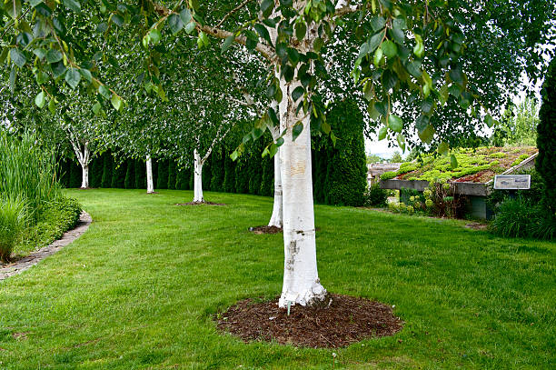 Oregon Garden Whitebarked Himalayan Birch Betula Jacquenmontii Trees Hedges A row of Whitebarked Himalayan Birch in The Oregon Garden in Silverton, Oregon. A hedge background of Arborvitae. The White bark of the Betula Jacquenmontii stands out amongst all of the greens. A small buildings roof with live plants can also be seen in the background. Located not far from Salem, Oregon the State Capitol. Edited in Photoshop I am a Photographer level member of The Oregon Garden as required by the Garden for Commercial use of photos. betula utilis stock pictures, royalty-free photos & images