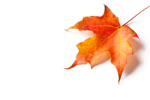 Subject: A autumn red maple leaf landed on a white background. Isolated on white