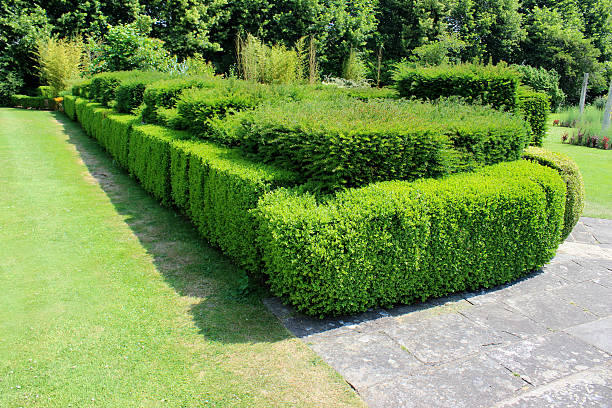 istock Image of green lawn with fine grass, yew hedge topiary 500377321