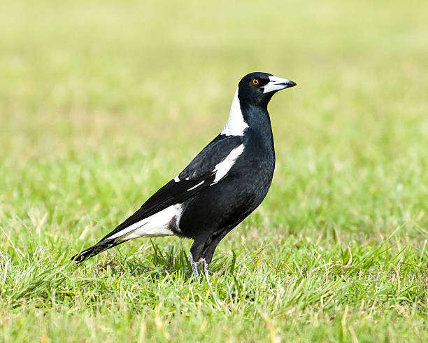 istock Black and White Australian Magpie Standing Upright on Green Grass 500377873