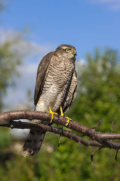 bird of prey on a tree branch stock photo