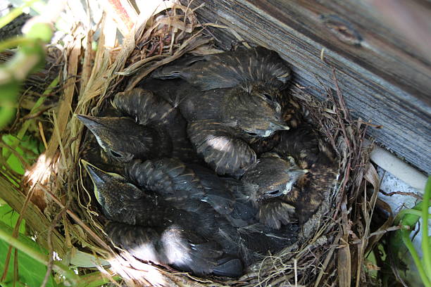 Blackbird Nest with Babies, Turdus Merula, Amsel Hungry young common blackbirds (Turdus merula) in their nest. aufzucht stock pictures, royalty-free photos & images