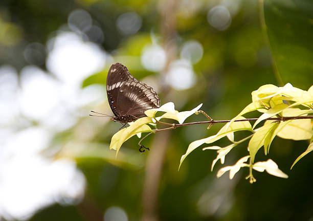 Great Eggfly stock photo